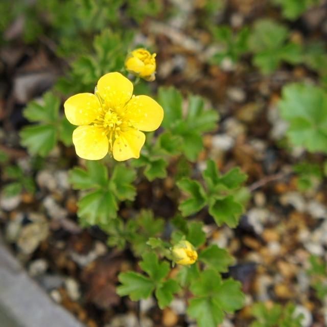 山野草も少しずつ咲き始めました。