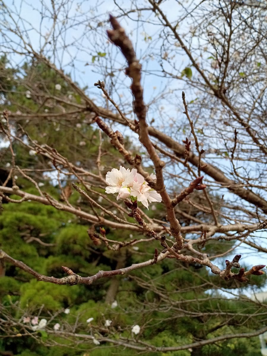 利休・10月桜咲き始めました、ビカクシダ