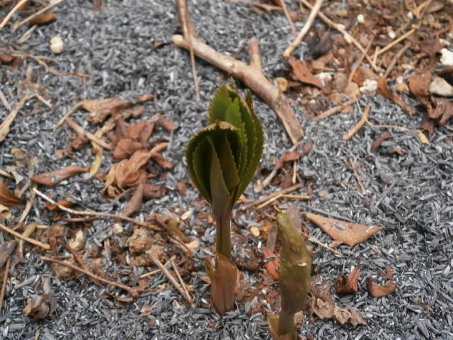 チベタヌスの葉芽