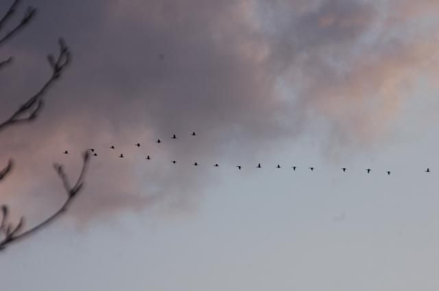 春来たる　白鳥北帰行