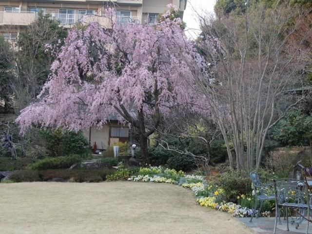 桜満開！