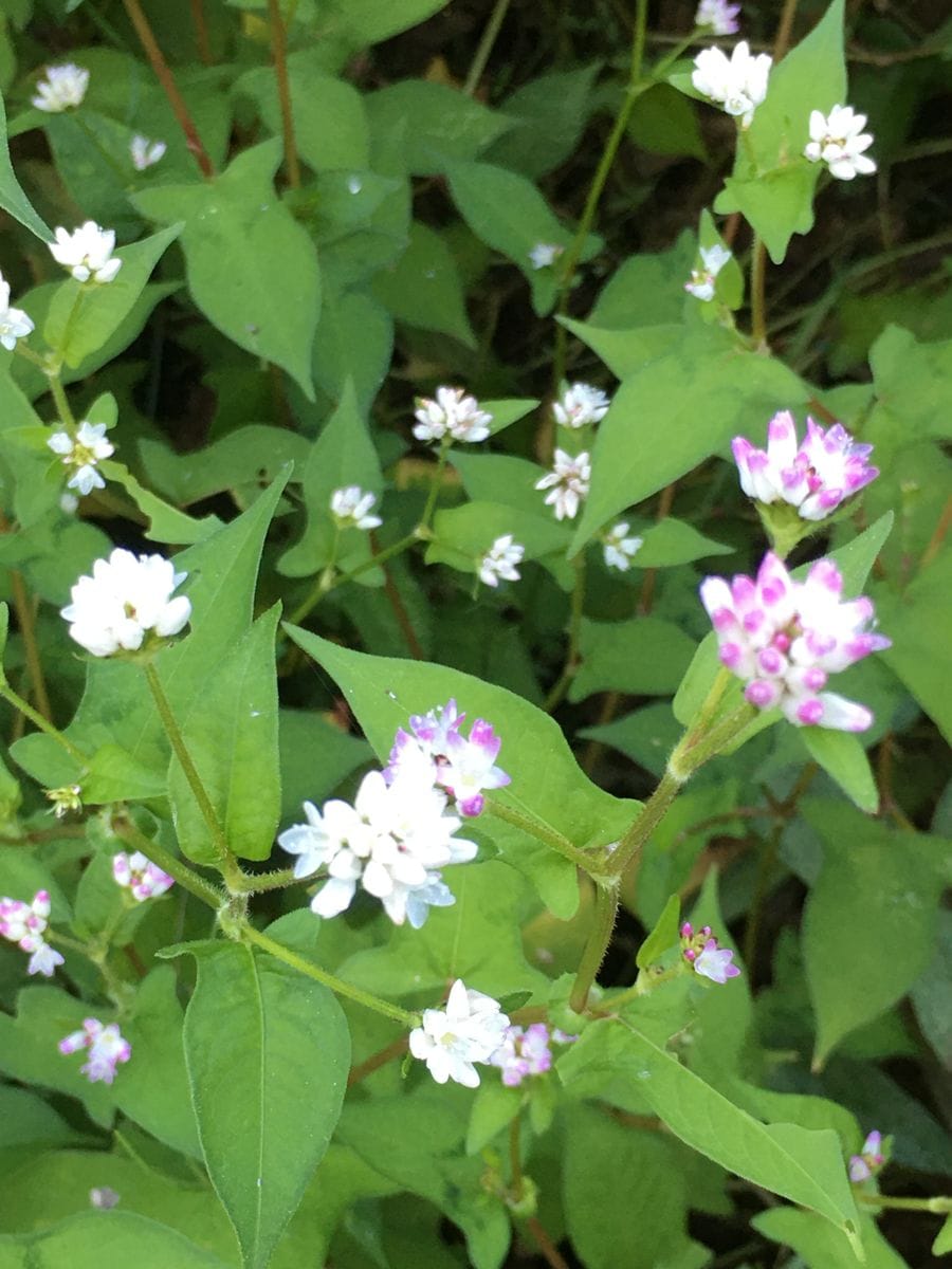 白花溝蕎麦