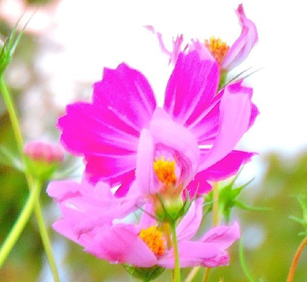 散歩道の花～終わり掛けのコスモス