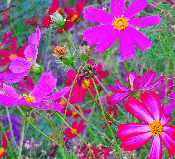 散歩道の花～終わり掛けのコスモス