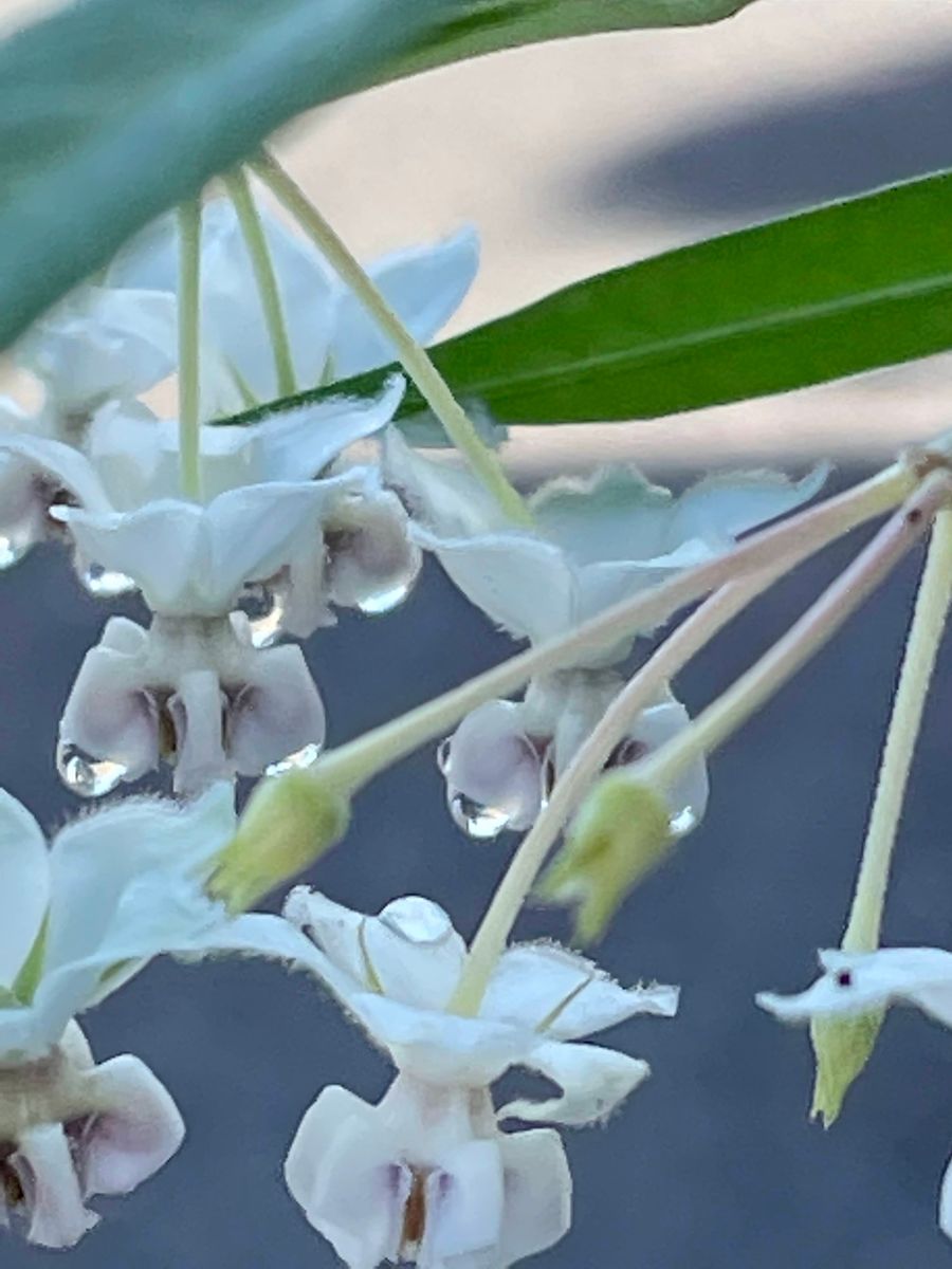 フウセントウワタの花に滴💧