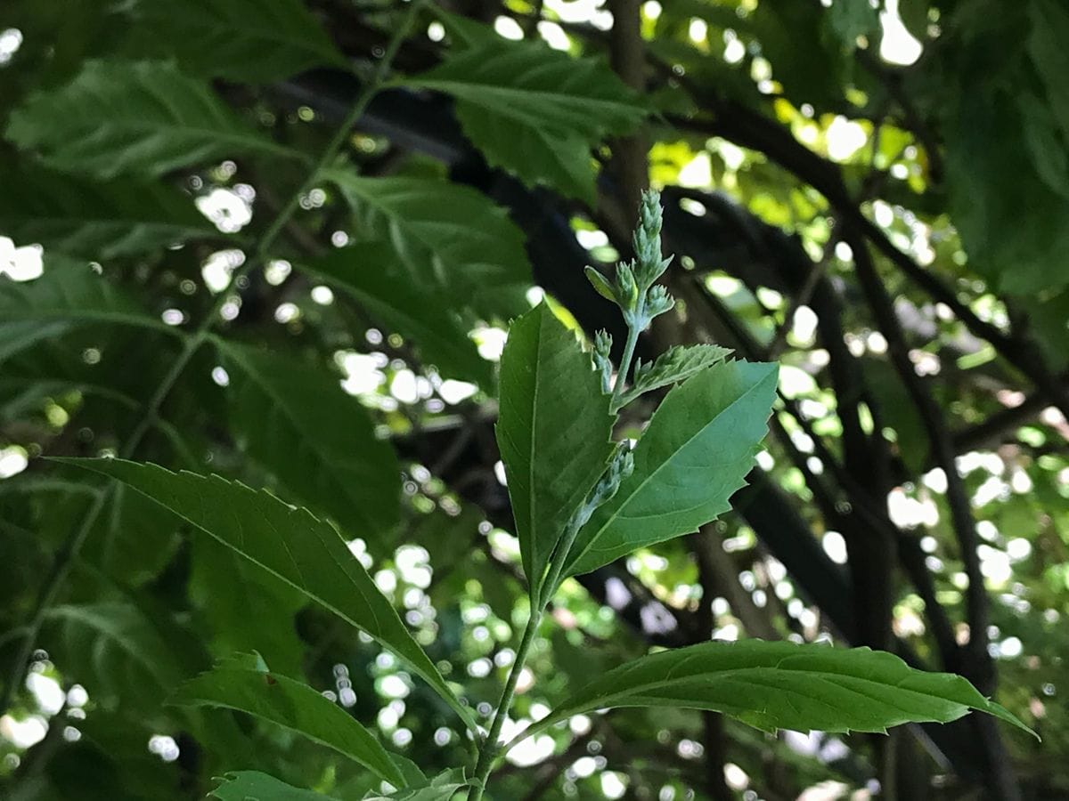 ２年目のデュランタようやく開花