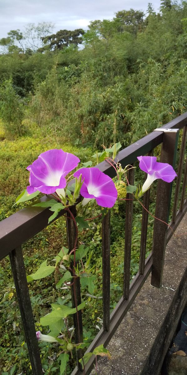 熊童子の花(^-^)