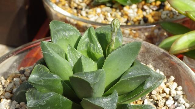 多肉植物　ハオルチア