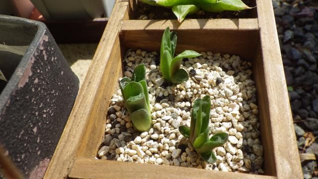 多肉植物　ハオルチア