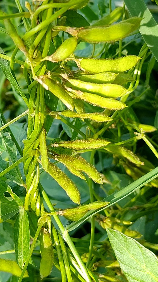 秋の野草の実