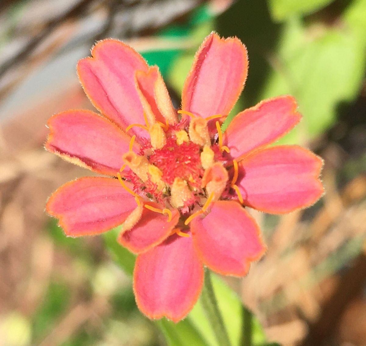 もう一株のジニア開花、マム、ペチュニア