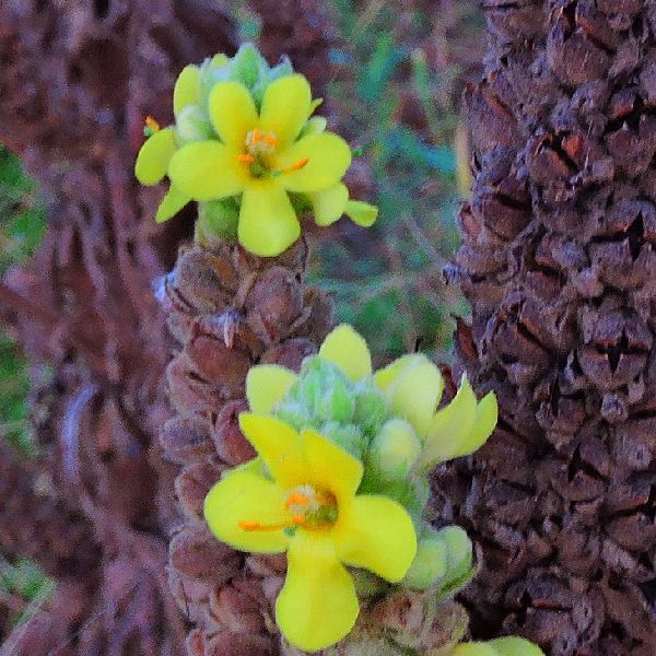 ビロードモウズイカの花