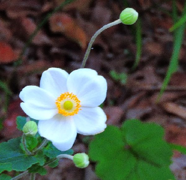 秋明菊が咲き始めました。