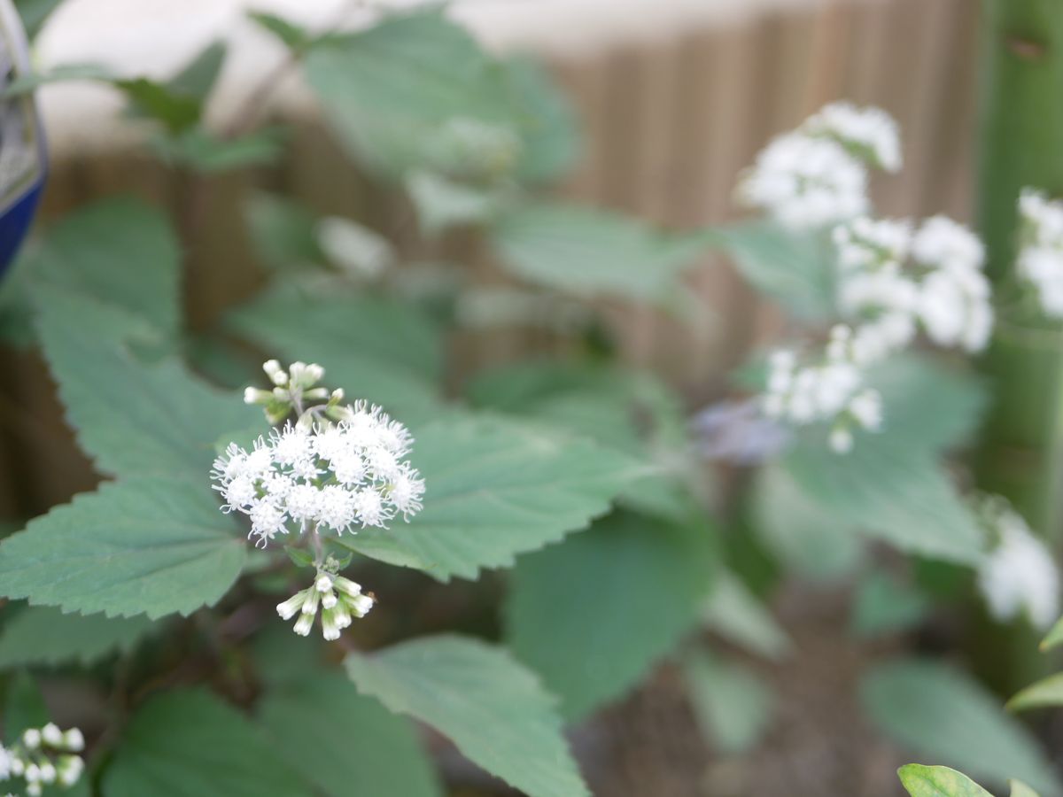 今日の園芸作業🌸