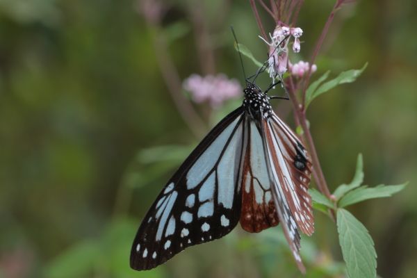 アサギマダラがやって来たよ