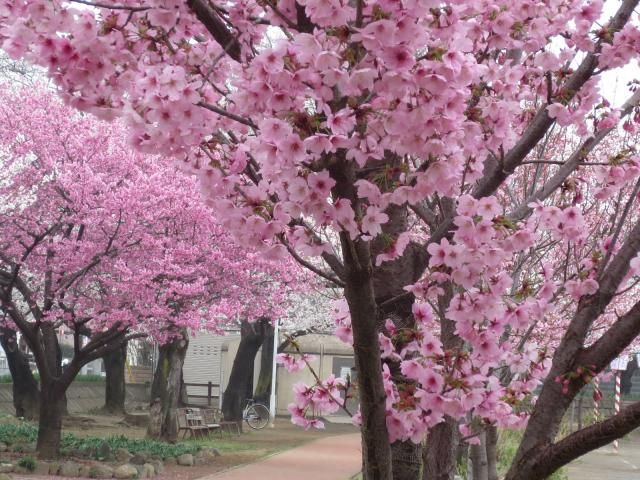 花冷え