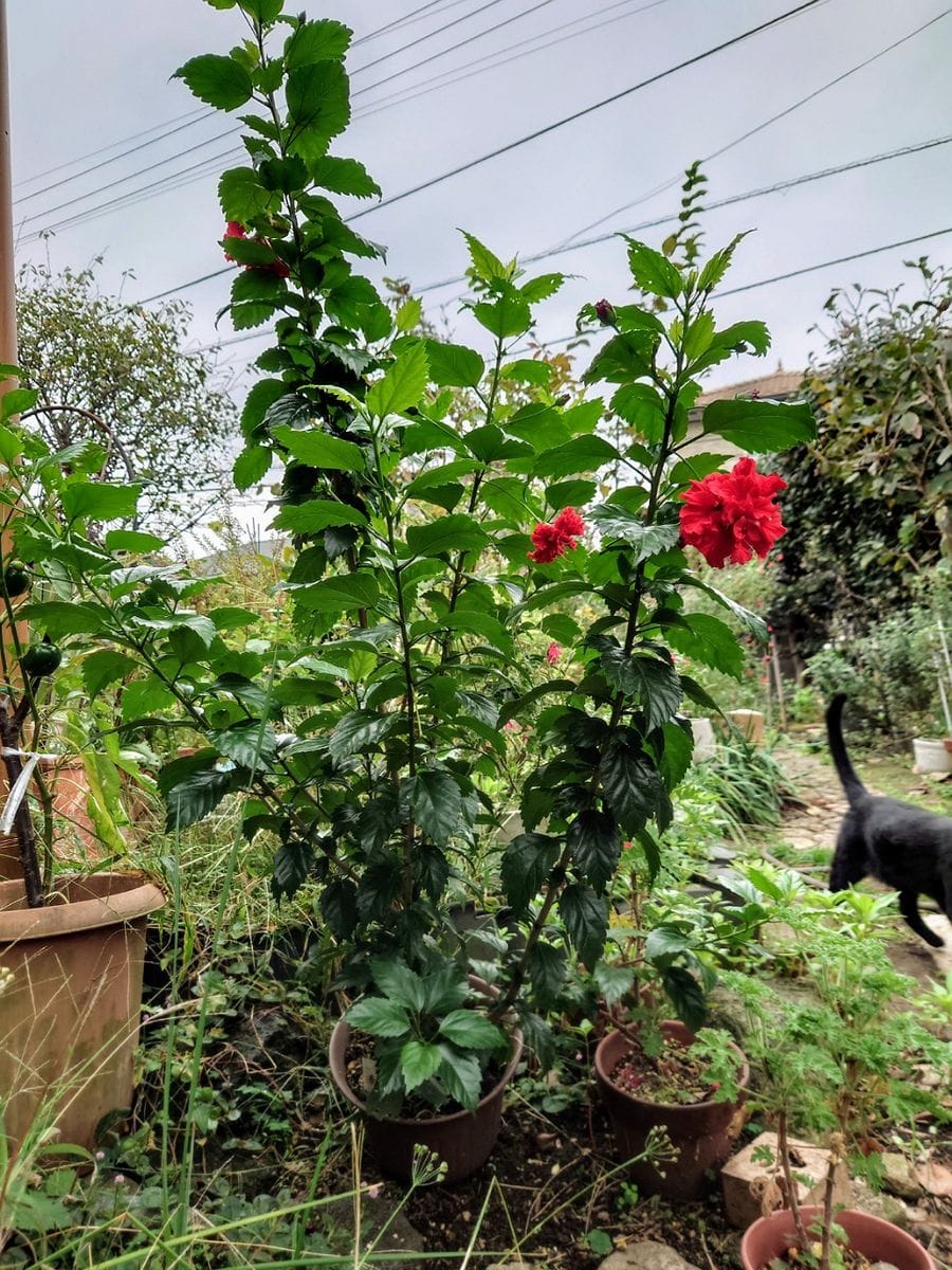 急に寒くなって大丈夫？庭のお花たち‥