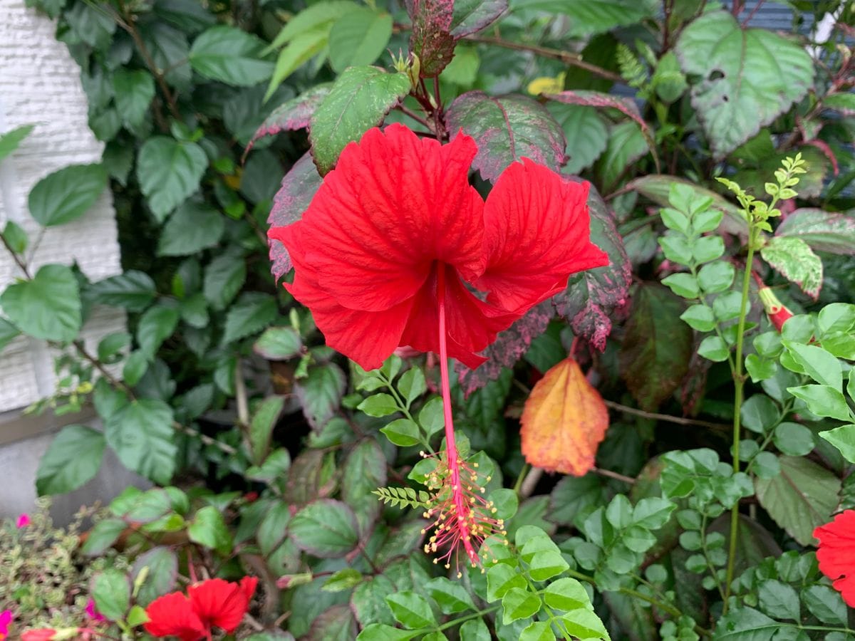 夏を過ぎてから元気の良いお花達(^_-)-☆