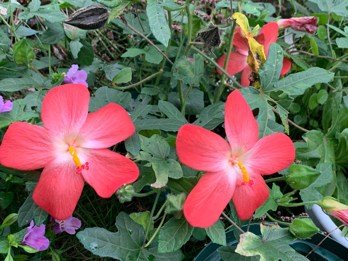 夏を過ぎてから元気の良いお花達(^_-)-☆