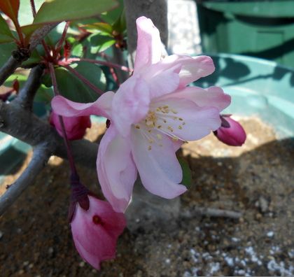 花カイドウが咲きました。