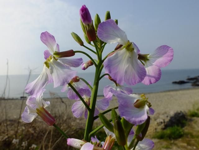 紫色の花