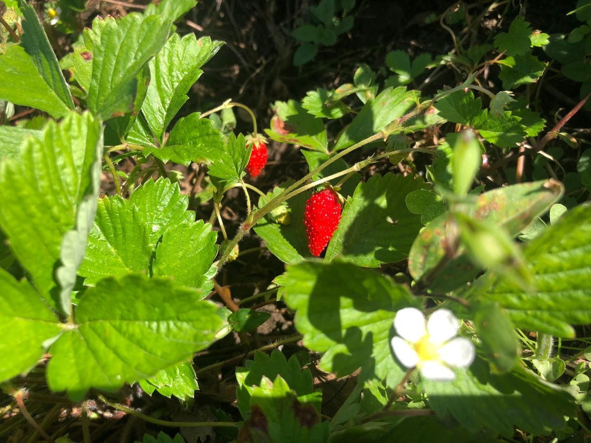 苺苗植え