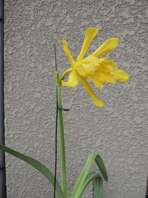 パラモンガイアの開花、その二