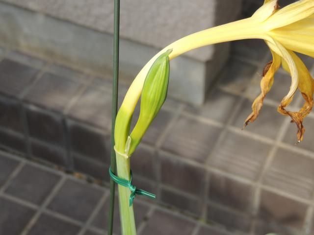 パラモンガイアの開花、その二