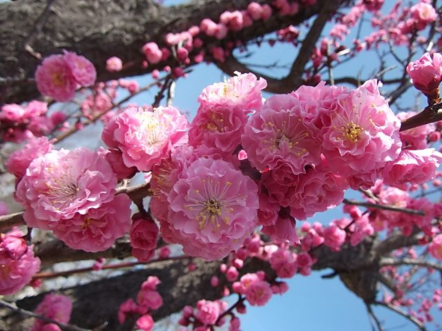 仕事畑の花達