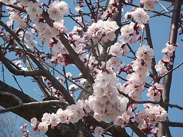 仕事畑の花達