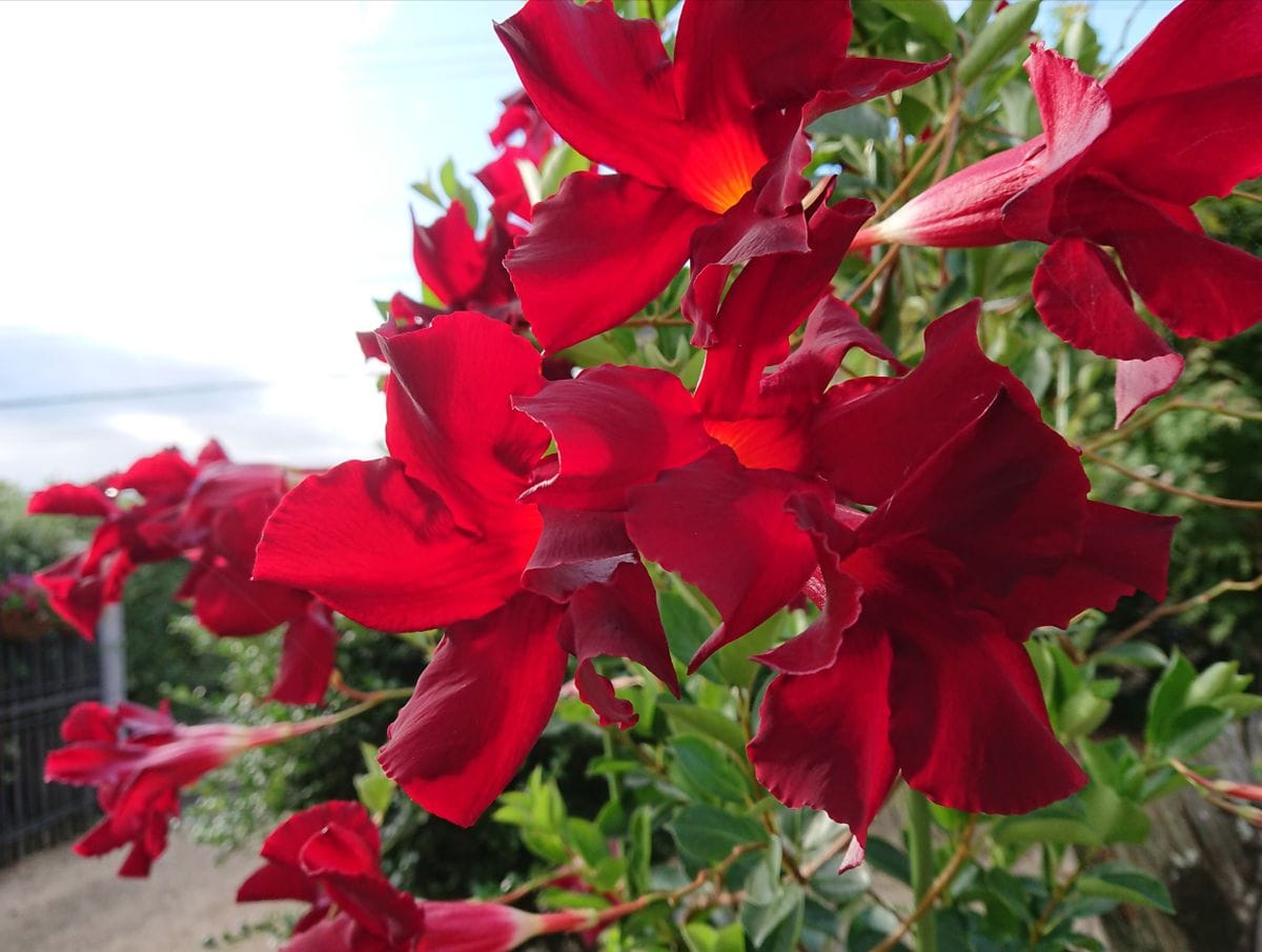 長くたくさんの綺麗なお花をありがとう☺️