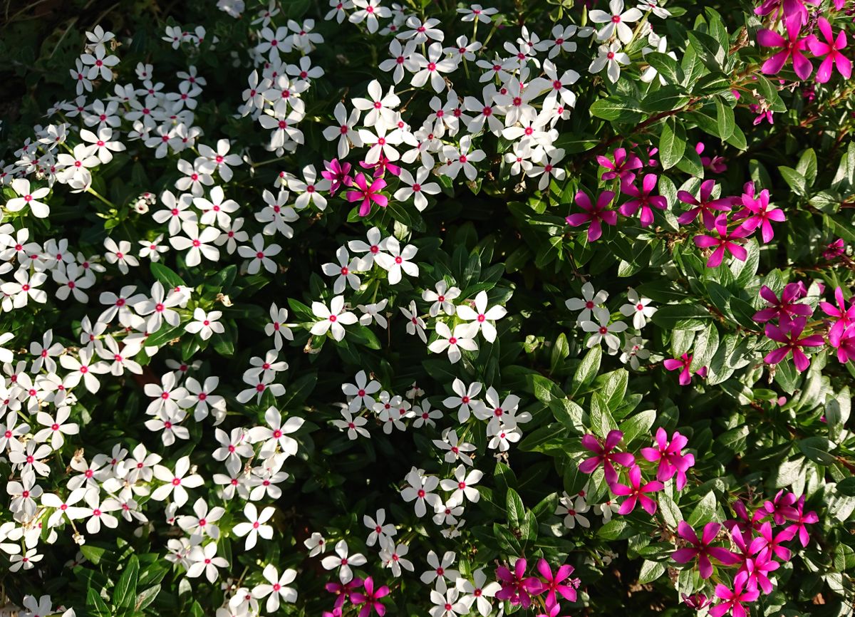 長くたくさんの綺麗なお花をありがとう☺️