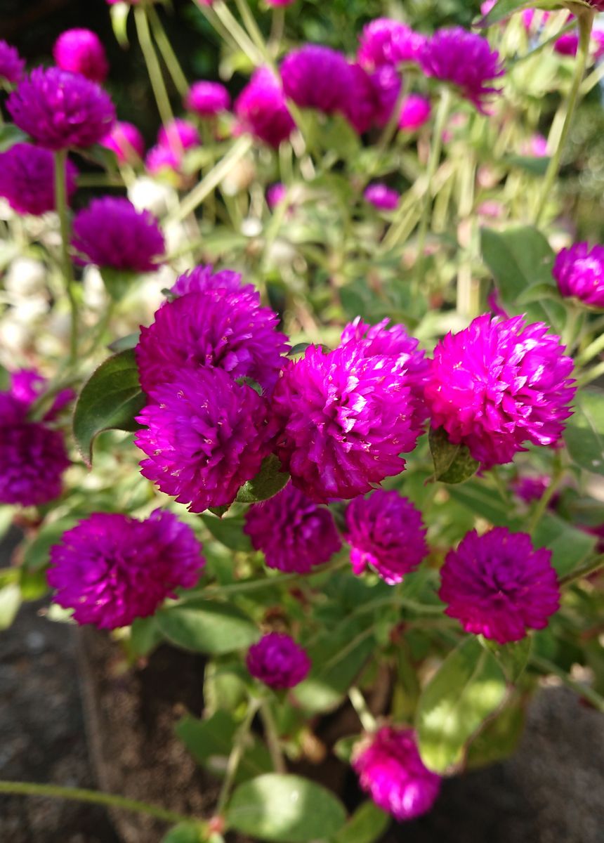 長くたくさんの綺麗なお花をありがとう☺️