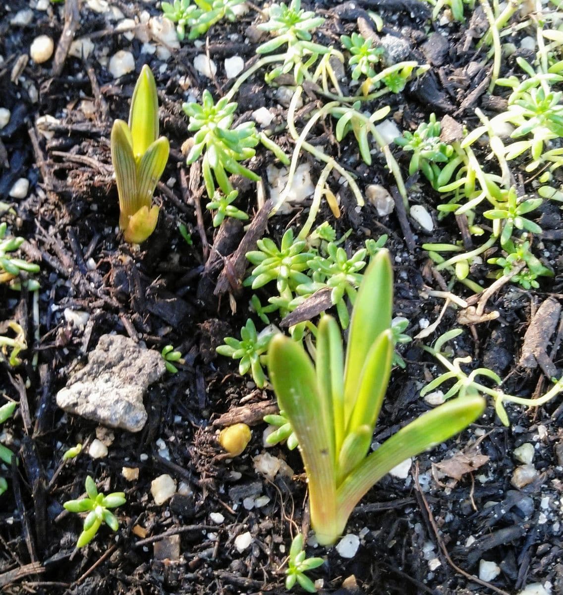 ランタナと、もう芽が出た🌱