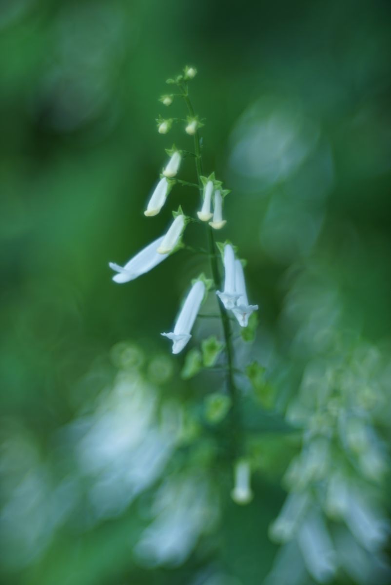 里山のアサギマダラ　白花のアキチョウジ　野菊