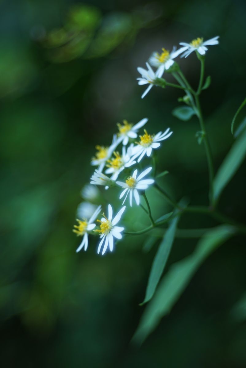 里山のアサギマダラ　白花のアキチョウジ　野菊