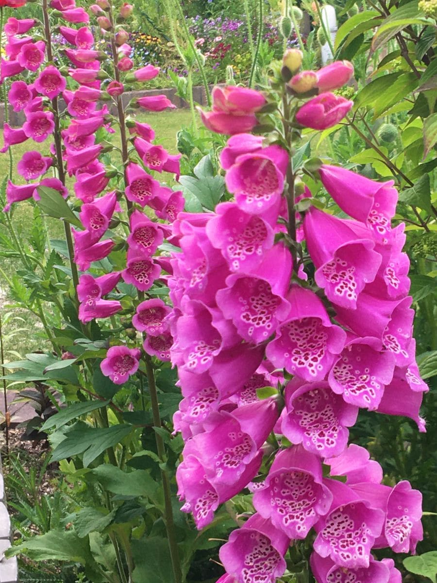 毒草ジギタリスの花壇