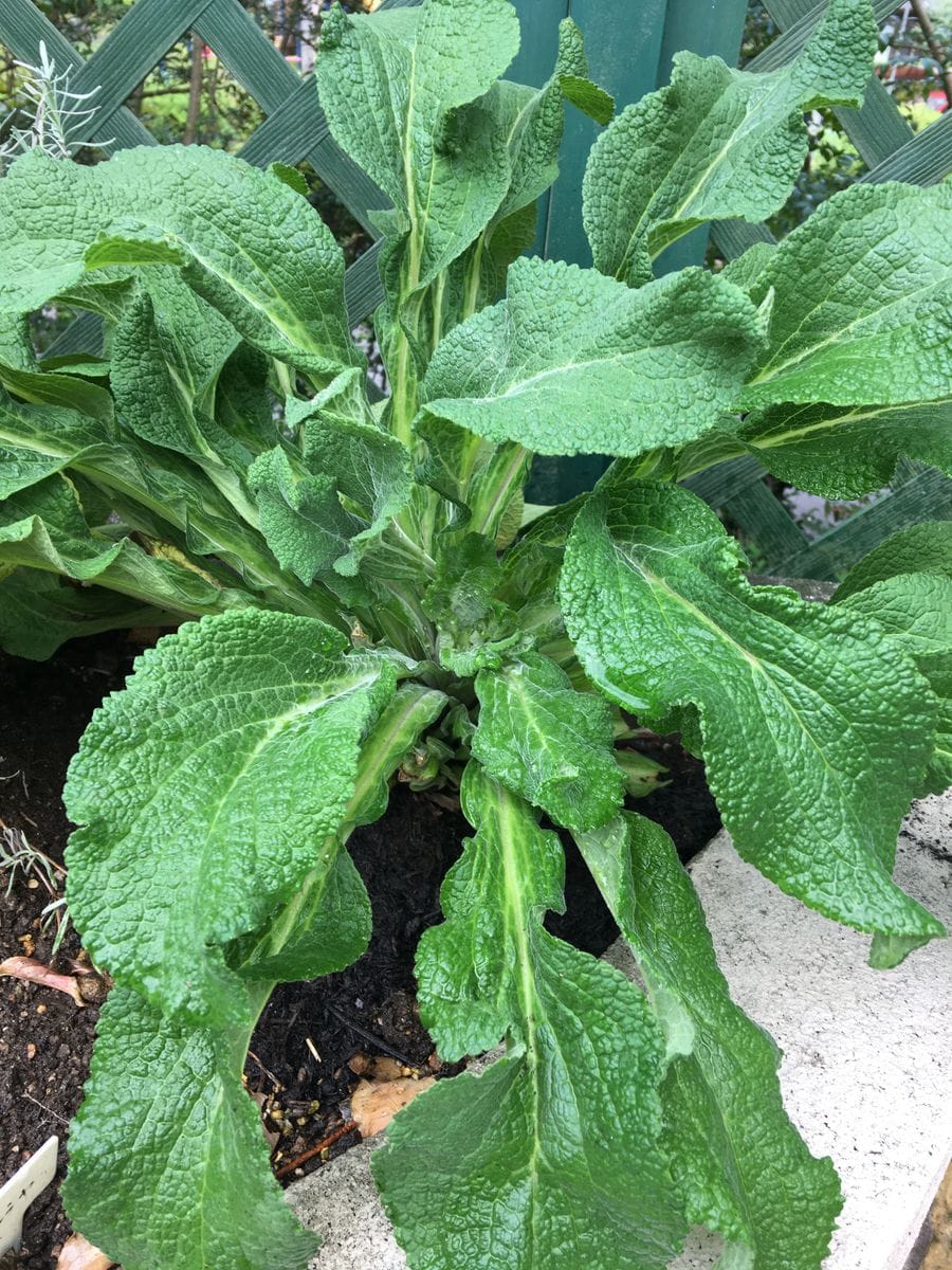 毒草ジギタリスの花壇