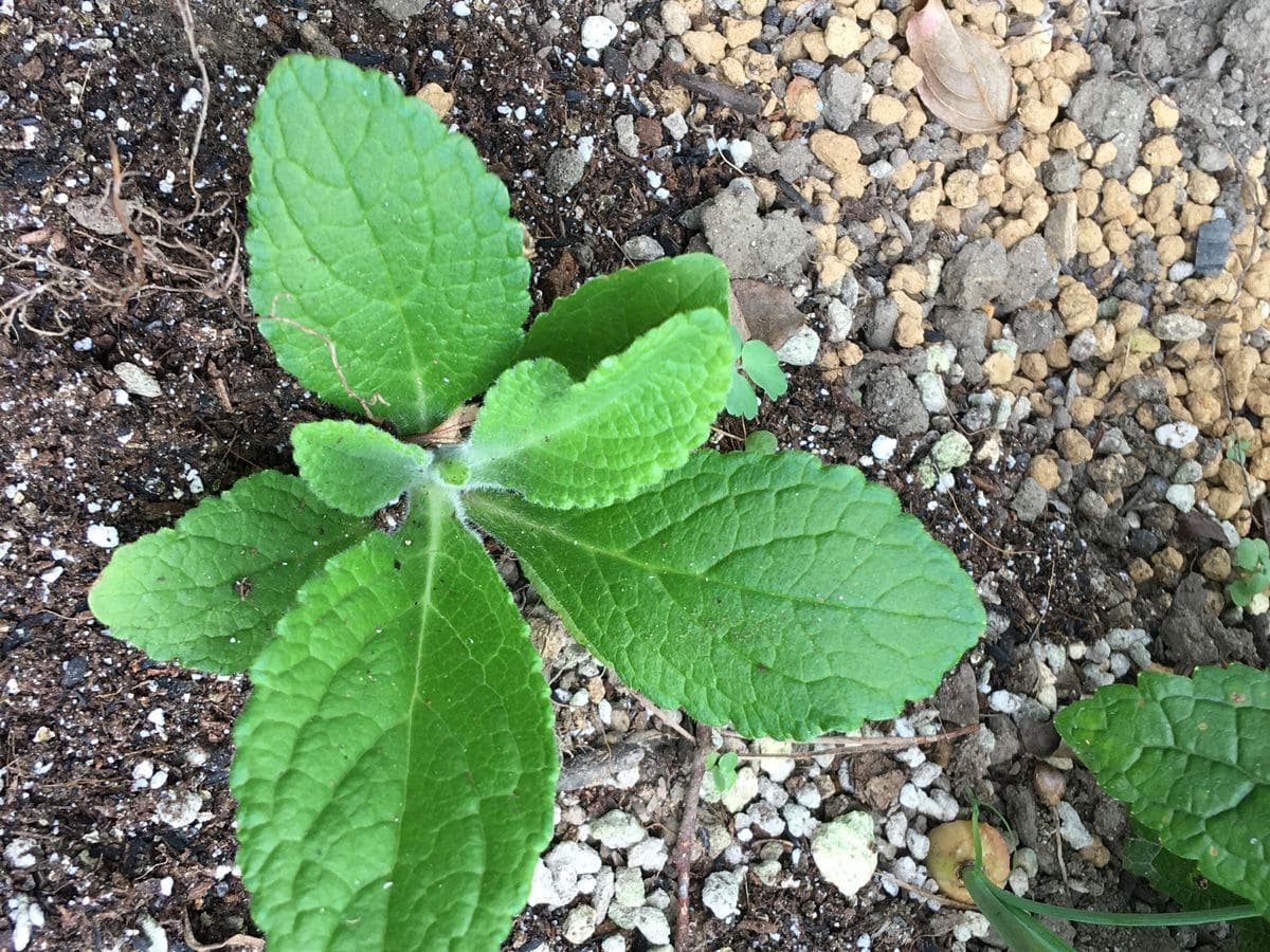 毒草ジギタリスの花壇