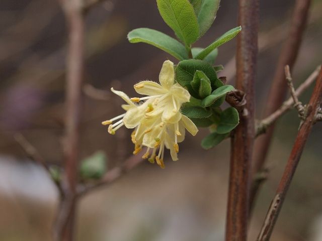 低木の花