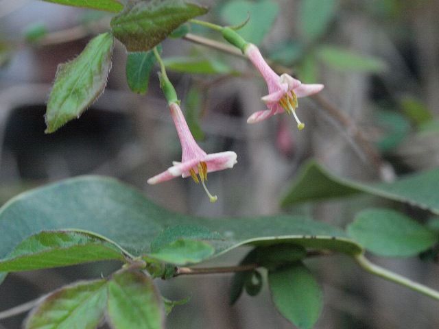 低木の花