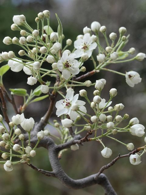 低木の花