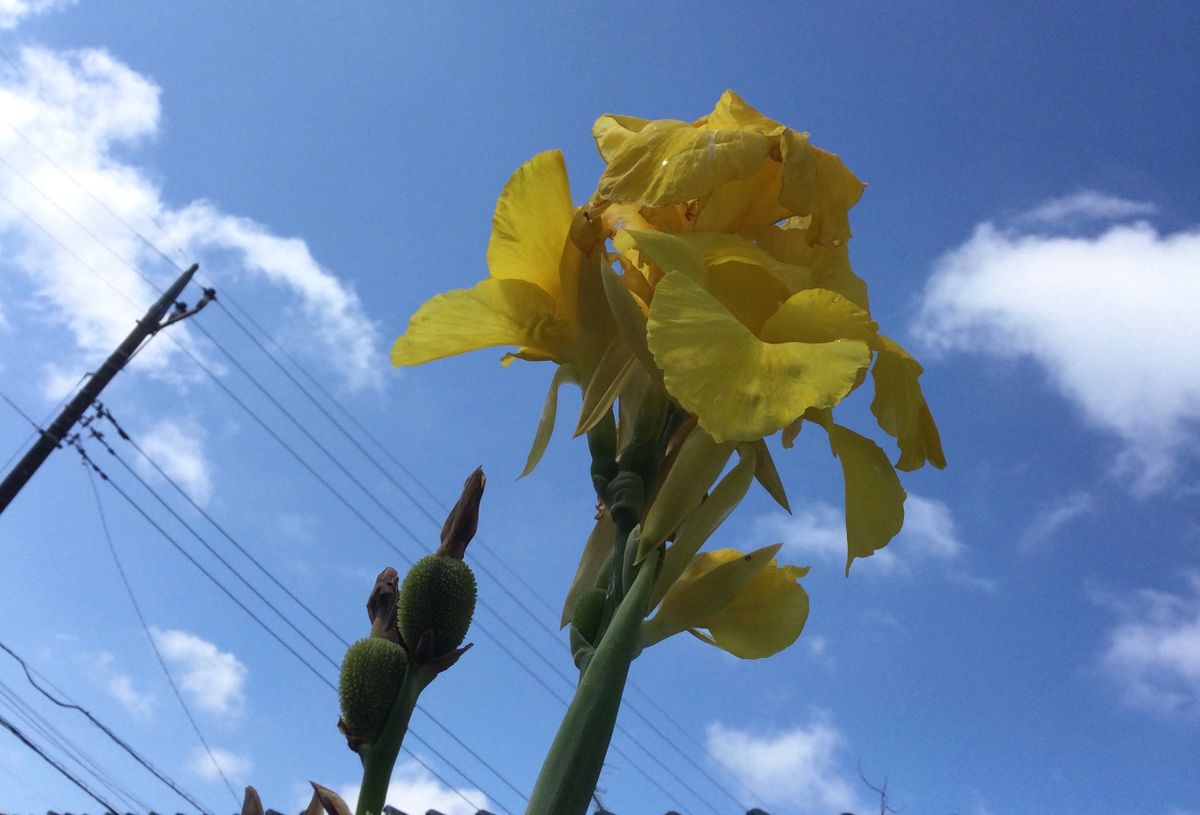 実家の花