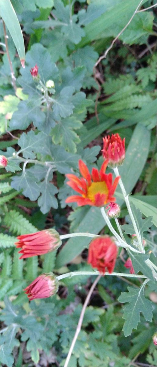 赤い小菊　寄植えに移したマリーゴールド