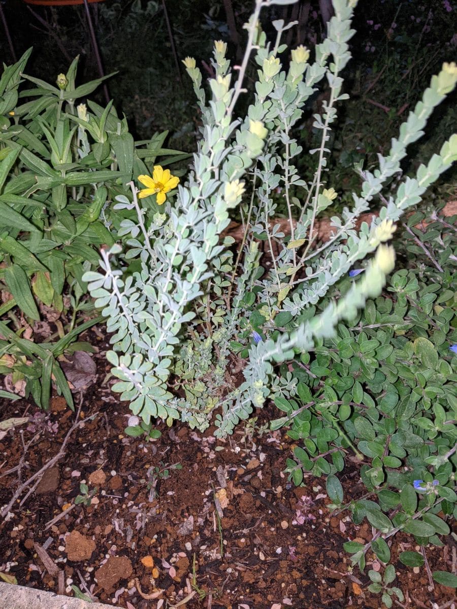 ちょっと頑張ってる草花