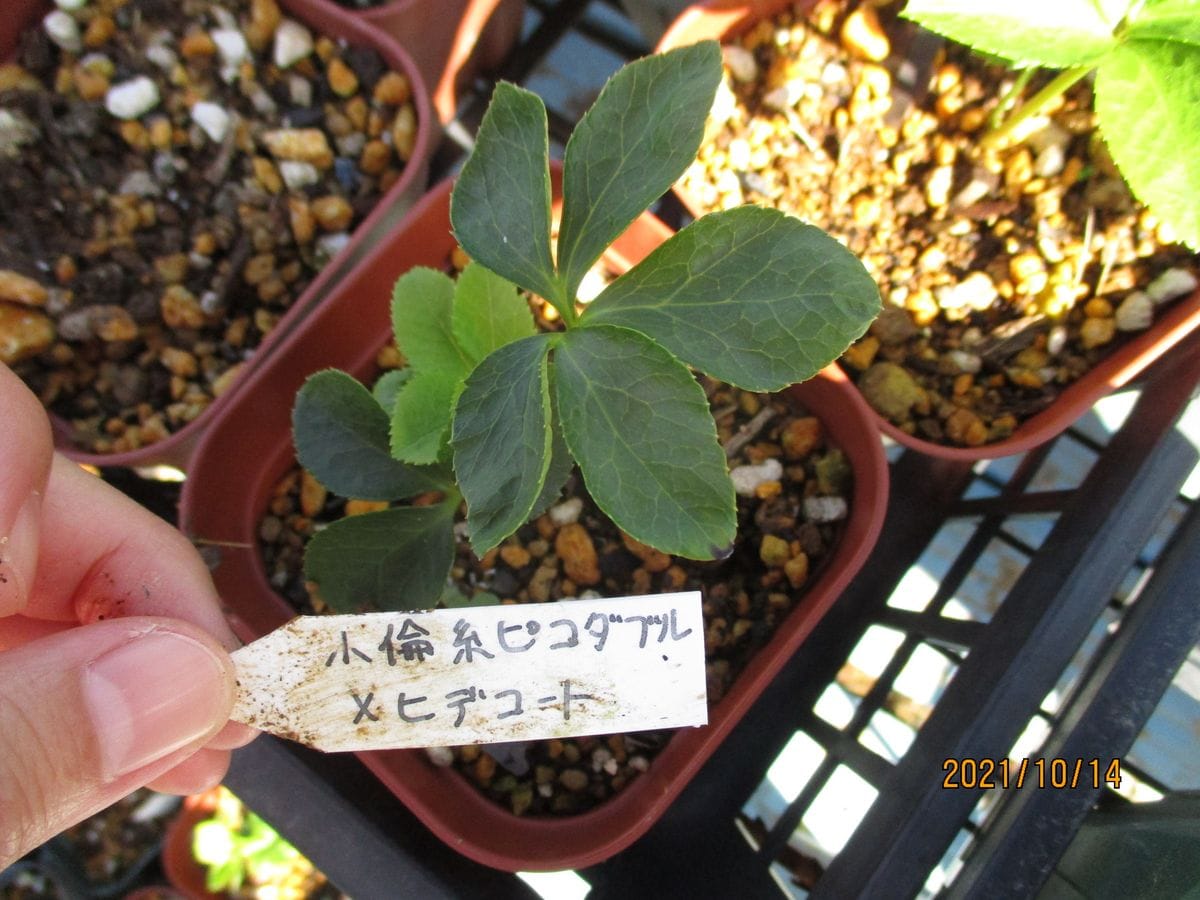 今年発芽の苗たち