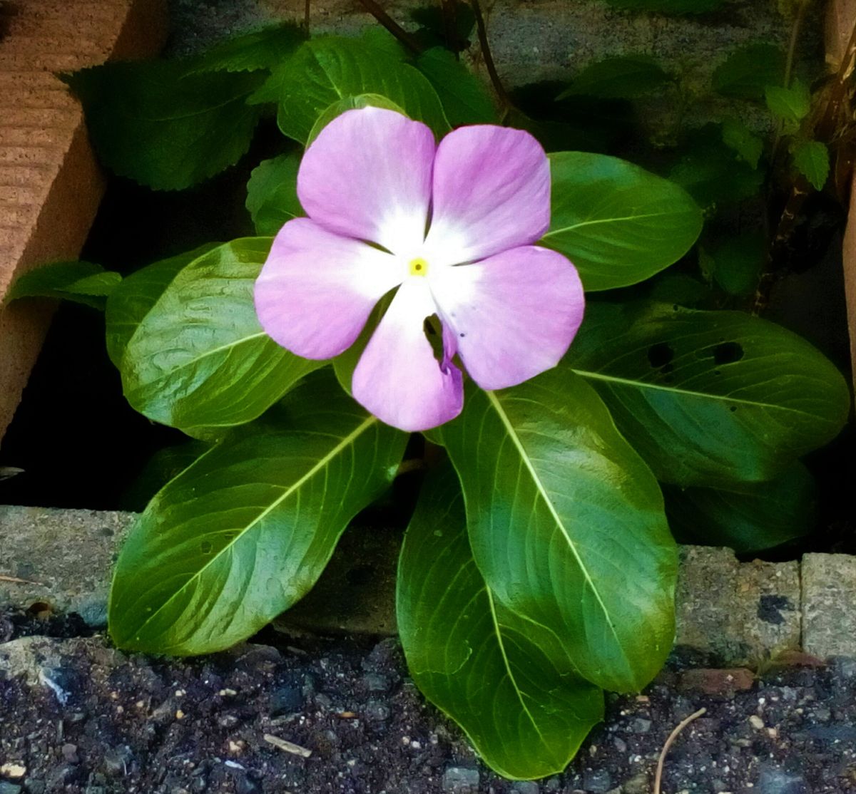 昨日の玄関先の花達②