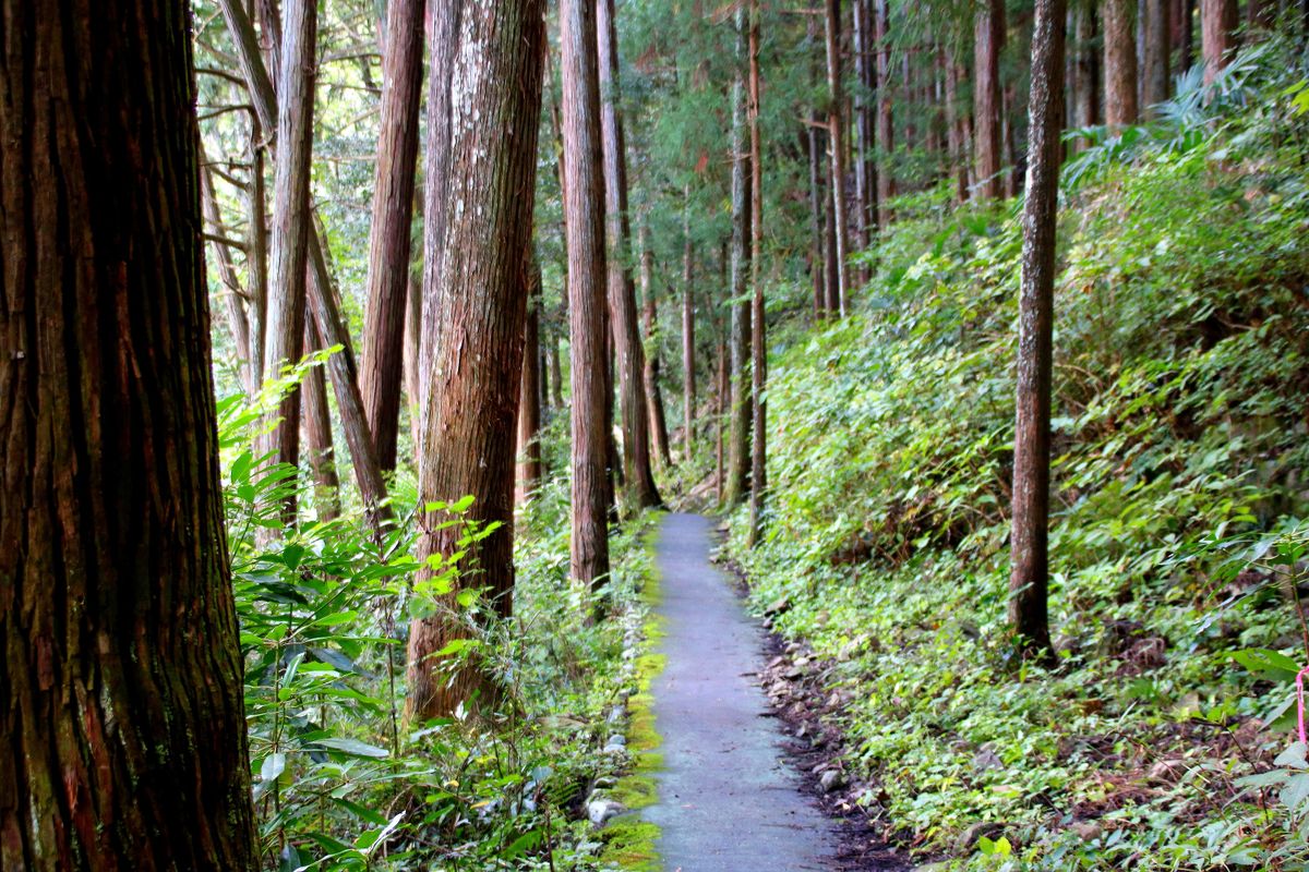 🚶‍♂️散歩道🚶‍♂️川沿いの遊歩道