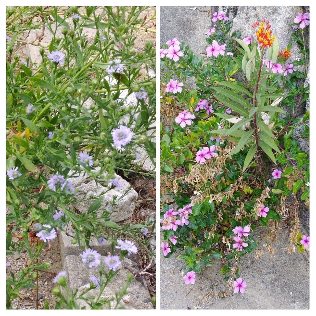 散歩道で見かけた花と実！