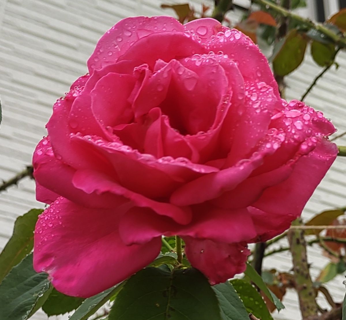 雨に濡れたバラ